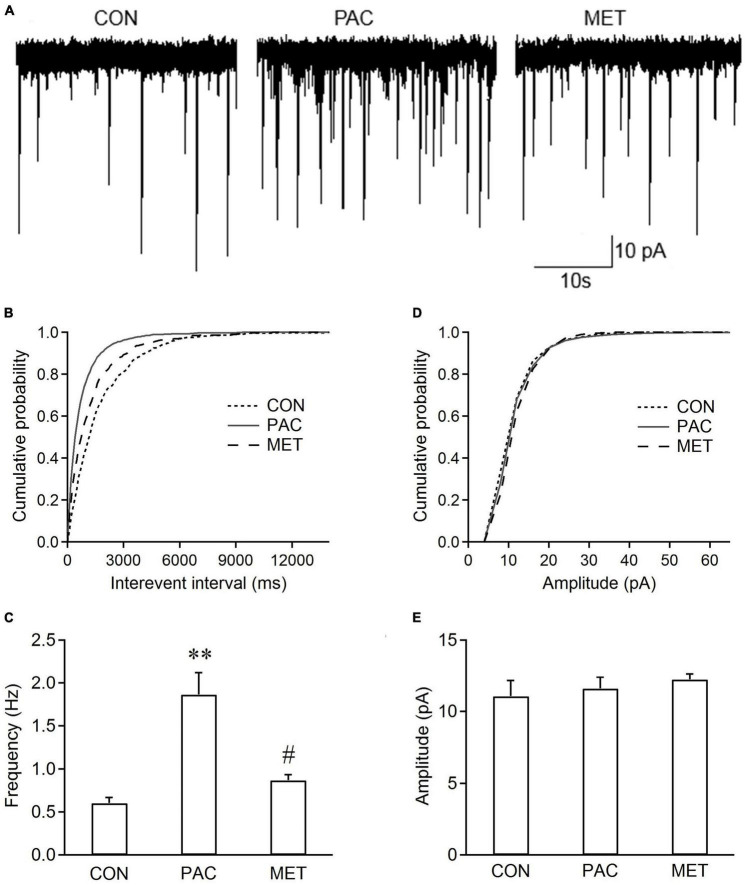 Metformin inhibits spontaneous excitatory postsynaptic currents in spinal dorsal cord neurons from paclitaxel-treated rats.