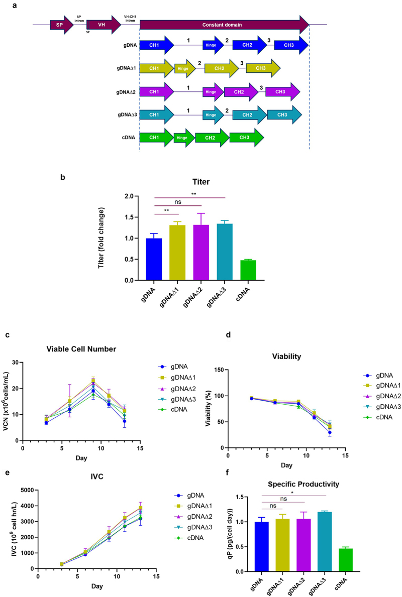 Interplay of heavy chain introns influences efficient transcript splicing and affects product quality of recombinant biotherapeutic antibodies from CHO cells.