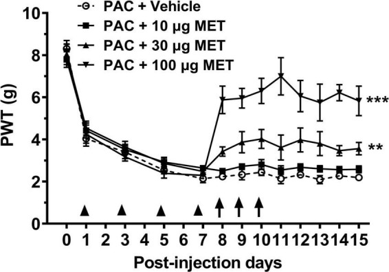 Metformin inhibits spontaneous excitatory postsynaptic currents in spinal dorsal cord neurons from paclitaxel-treated rats.