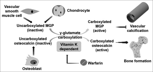 Vitamin K and vascular calcification in chronic kidney disease: An update of current evidence.