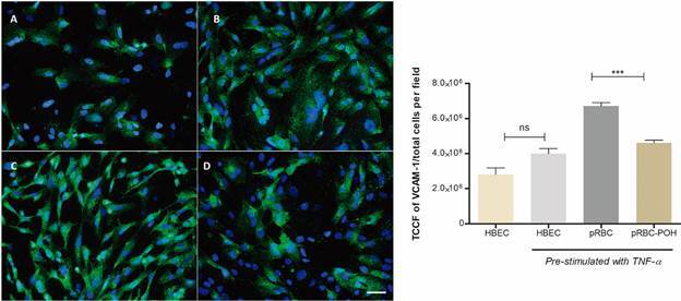 Perillyl alcohol modulates activation, permeability and integrity of human brain endothelial cells induced by Plasmodium falciparum.