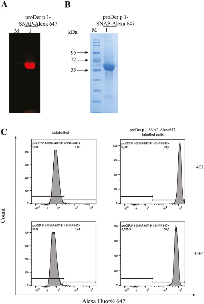 A recombinant Der p 1-specific allergen-toxin demonstrates superior killing of allergen-reactive IgG<sup>+</sup> hybridomas in comparison to its recombinant allergen-drug conjugate.