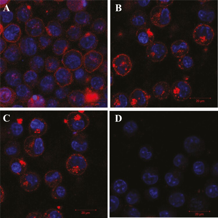 A recombinant Der p 1-specific allergen-toxin demonstrates superior killing of allergen-reactive IgG<sup>+</sup> hybridomas in comparison to its recombinant allergen-drug conjugate.