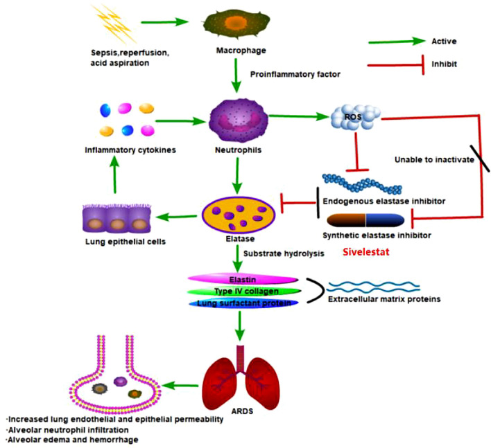 Clinical Utility of the Sivelestat for the Treatment of ALI/ARDS: Moving on in the Controversy?