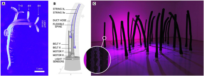 Art-science collaborations: Generators of new ideas and serendipitous events.