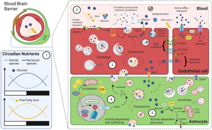 FABP7: a glial integrator of sleep, circadian rhythms, plasticity, and metabolic function.