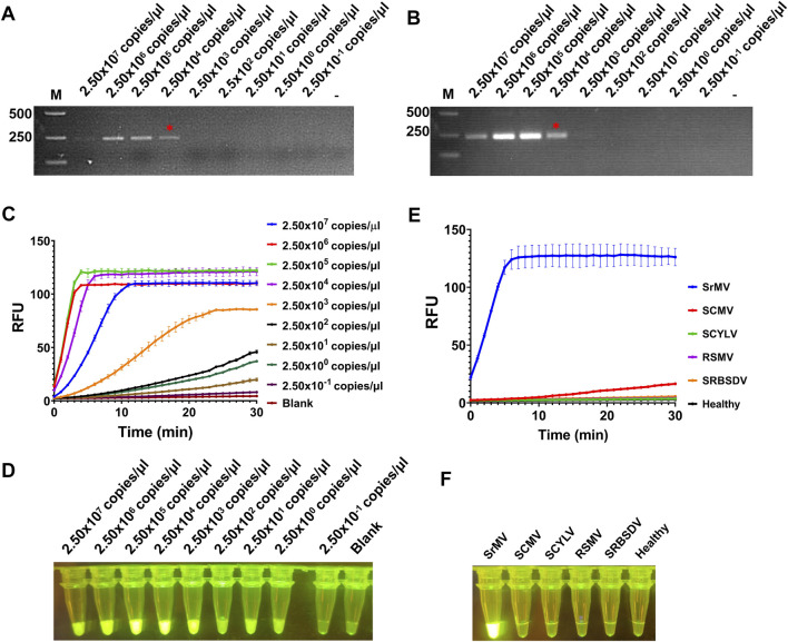 On-site and visual detection of sorghum mosaic virus and rice stripe mosaic virus based on reverse transcription-recombinase-aided amplification and CRISPR/Cas12a.