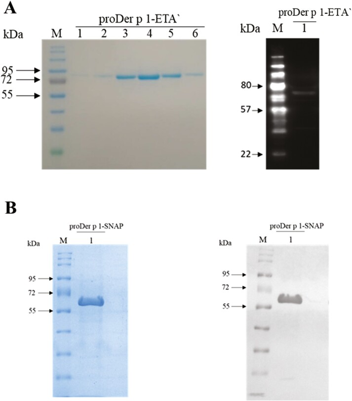 A recombinant Der p 1-specific allergen-toxin demonstrates superior killing of allergen-reactive IgG<sup>+</sup> hybridomas in comparison to its recombinant allergen-drug conjugate.