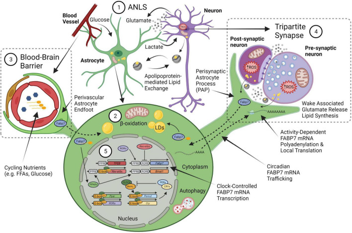 FABP7: a glial integrator of sleep, circadian rhythms, plasticity, and metabolic function.