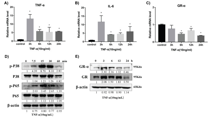 TNF-α Regulates the Glucocorticoid Receptor Alpha Expression in Human Nasal Epithelial Cells Via p65-NF-κb and p38-MAPK Signaling Pathways.