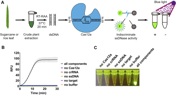 On-site and visual detection of sorghum mosaic virus and rice stripe mosaic virus based on reverse transcription-recombinase-aided amplification and CRISPR/Cas12a.