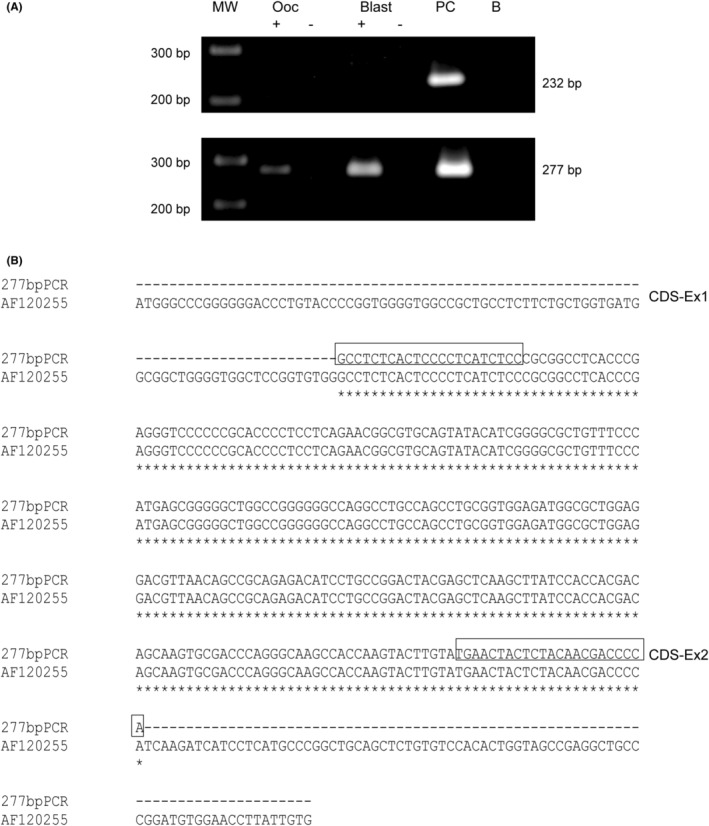 Gamma-aminobutyric acid (GABA) can affect physiological processes in preimplantation embryos via GABA<sub>A</sub> and GABA<sub>B</sub> receptors.