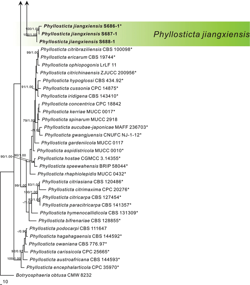 Four new species of <i>Phyllosticta</i> from China based on morphological and phylogenetic characterization.