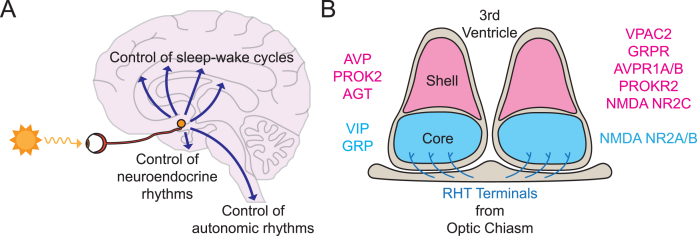 The Mammalian Circadian Time-Keeping System.