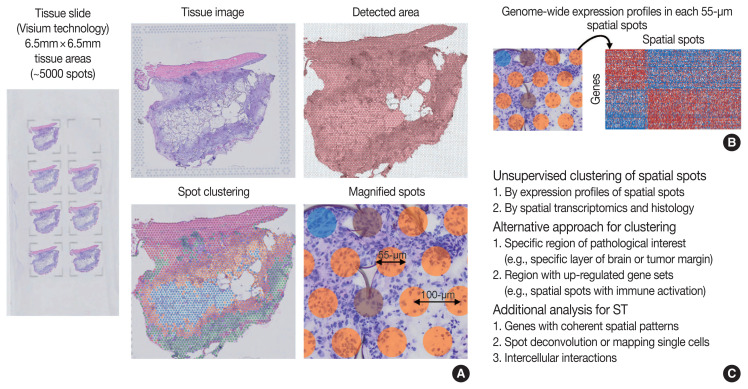 Single-cell and spatial sequencing application in pathology.