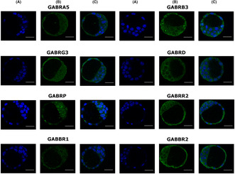 Gamma-aminobutyric acid (GABA) can affect physiological processes in preimplantation embryos via GABA<sub>A</sub> and GABA<sub>B</sub> receptors.