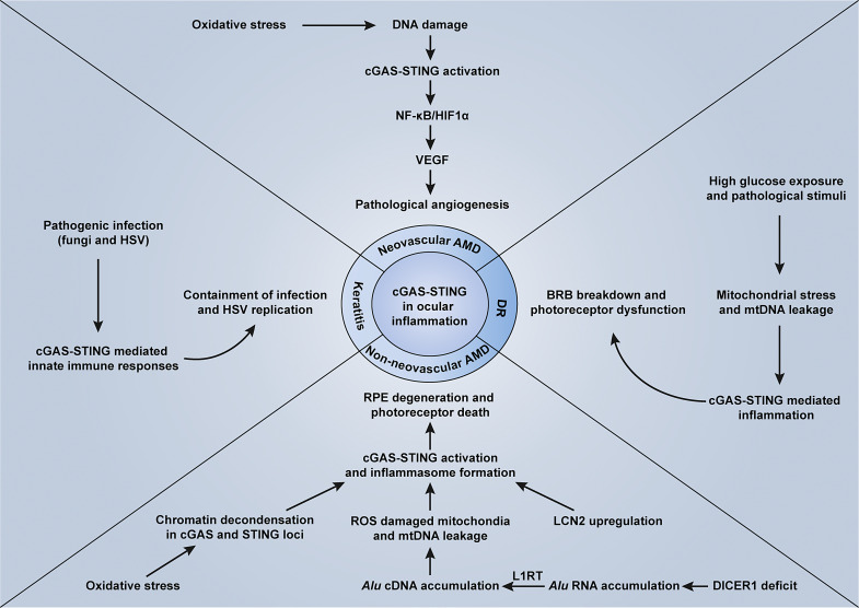 Emerging Roles of cGAS-STING Signaling in Mediating Ocular Inflammation.