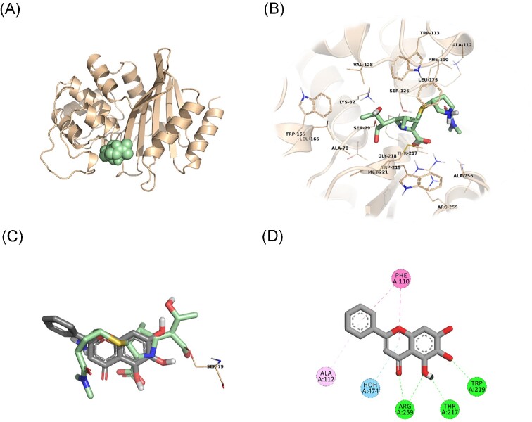 Meropenem in combination with baicalein exhibits synergism against extensively drug resistant and pan-drug-resistant Acinetobacter baumannii clinical isolates in vitro.