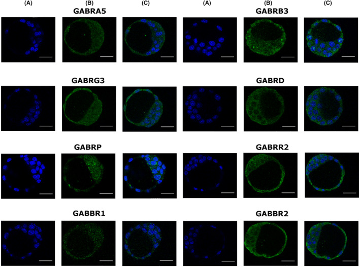 Gamma-aminobutyric acid (GABA) can affect physiological processes in preimplantation embryos via GABA<sub>A</sub> and GABA<sub>B</sub> receptors.