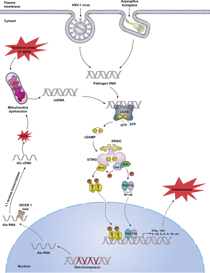 Emerging Roles of cGAS-STING Signaling in Mediating Ocular Inflammation.