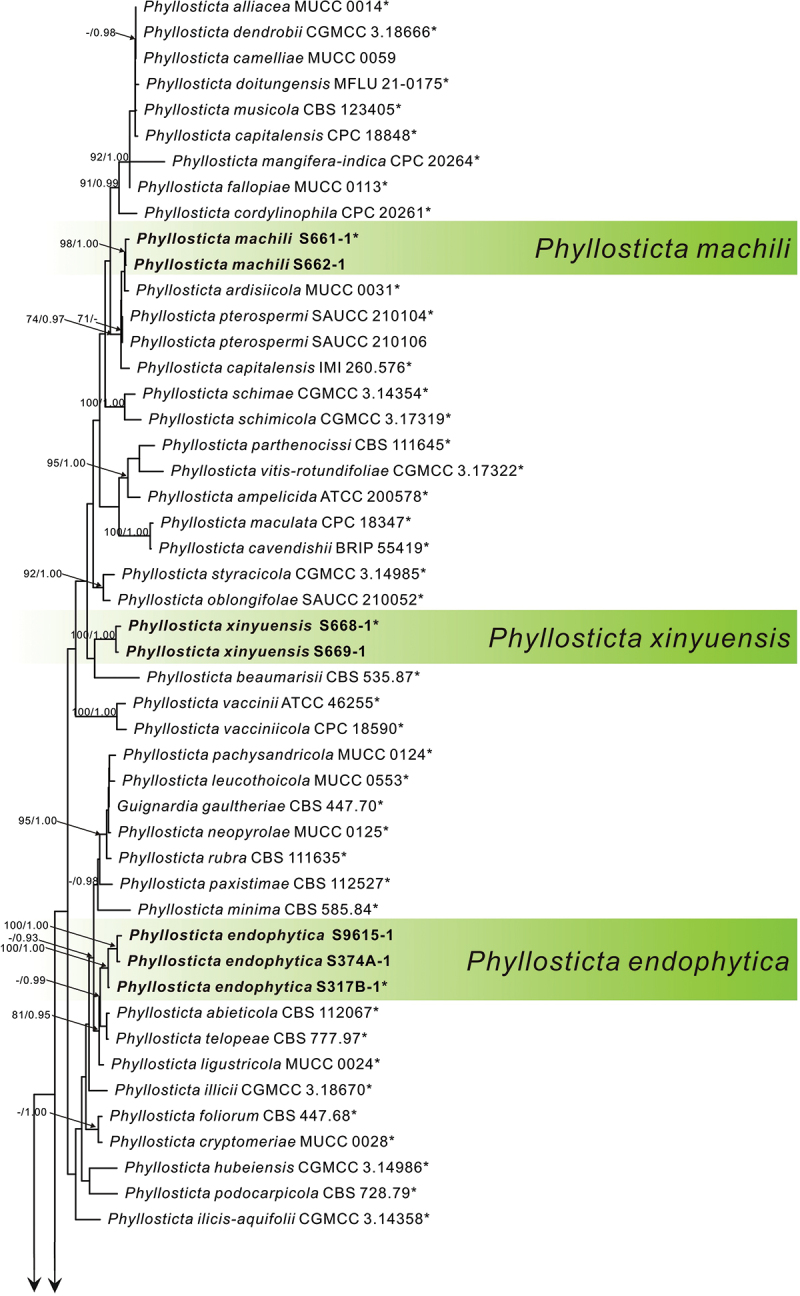 Four new species of <i>Phyllosticta</i> from China based on morphological and phylogenetic characterization.