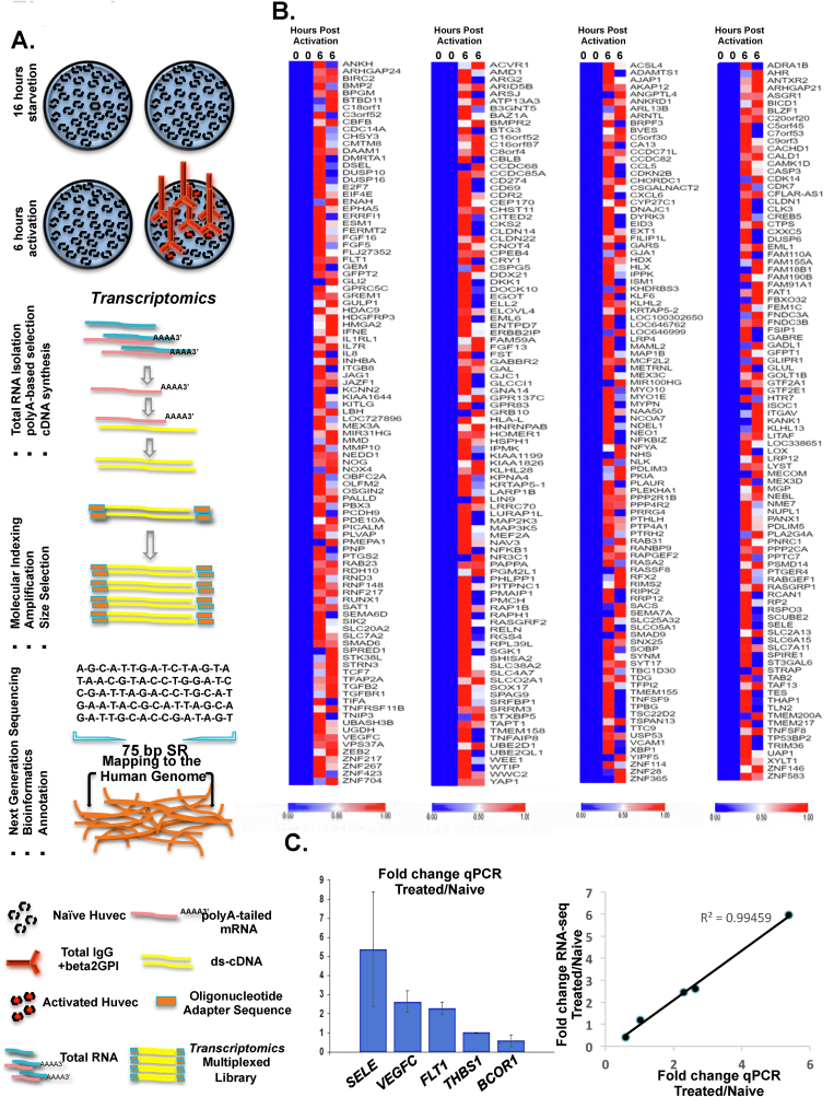 Antiphospholipid antibodies induce proinflammatory and procoagulant pathways in endothelial cells