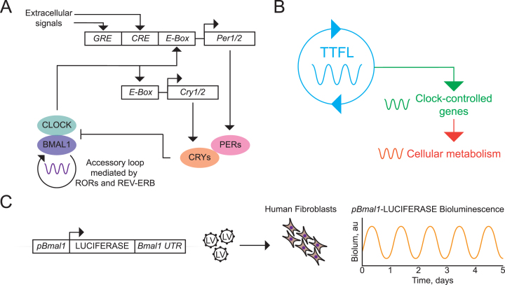 The Mammalian Circadian Time-Keeping System.