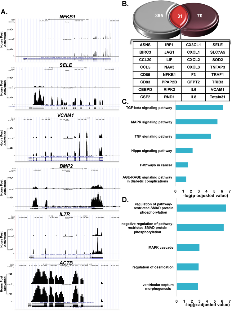 Antiphospholipid antibodies induce proinflammatory and procoagulant pathways in endothelial cells