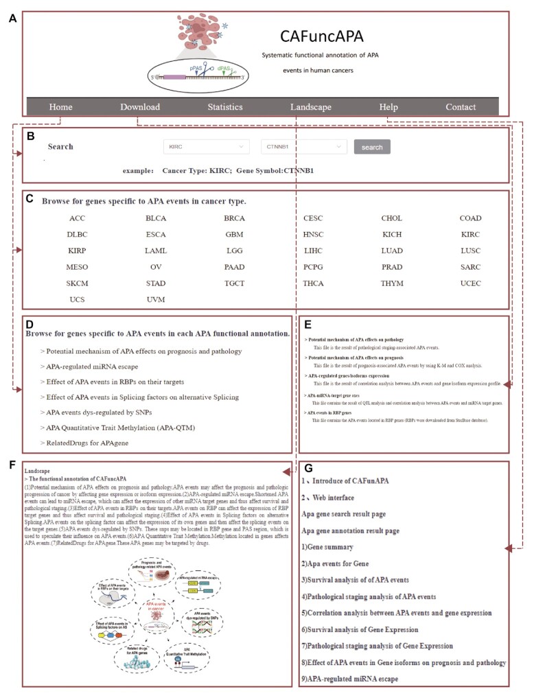 CAFuncAPA: a knowledgebase for systematic functional annotations of APA events in human cancers.