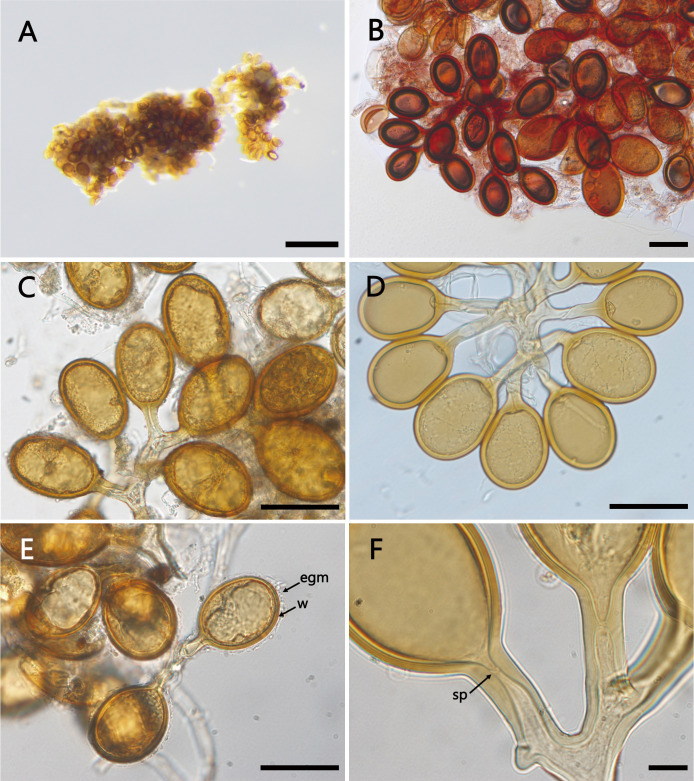 Isolation and identification of an arbuscular mycorrhizal fungus specifically associated with mycoheterotrophic seedlings of <i>Gentiana zollingeri</i> (<i>Gentianaceae</i>).