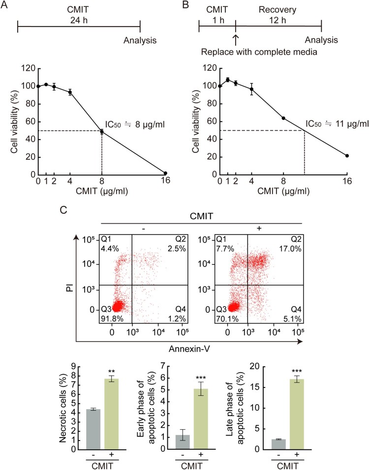 Chloromethylisothiazolinone induces ER stress-induced stress granule formation in human keratinocytes.