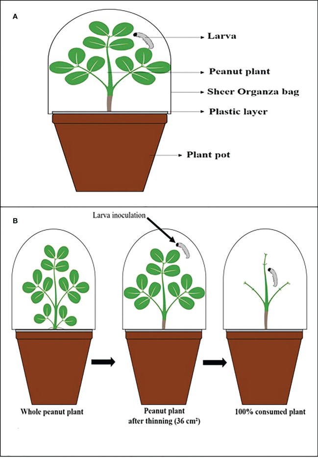 Negative effects on the development of <i>Chrysodeixis includens</i> and <i>Spodoptera cosmioides</i> fed by peanut plants inoculated with entomopathogenic fungi.