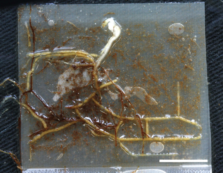 Isolation and identification of an arbuscular mycorrhizal fungus specifically associated with mycoheterotrophic seedlings of <i>Gentiana zollingeri</i> (<i>Gentianaceae</i>).