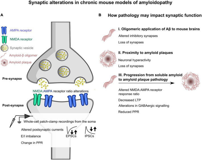 Alzheimer's disease as a synaptopathy: Evidence for dysfunction of synapses during disease progression.