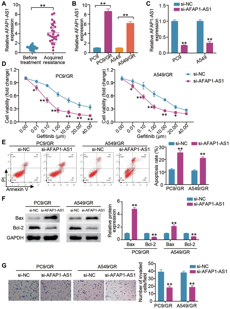 LncRNA AFAP1-AS1 Induces Gefitinib Resistance of Lung Adenocarcinoma Through the miR-653-5p/AGR2 Axis.