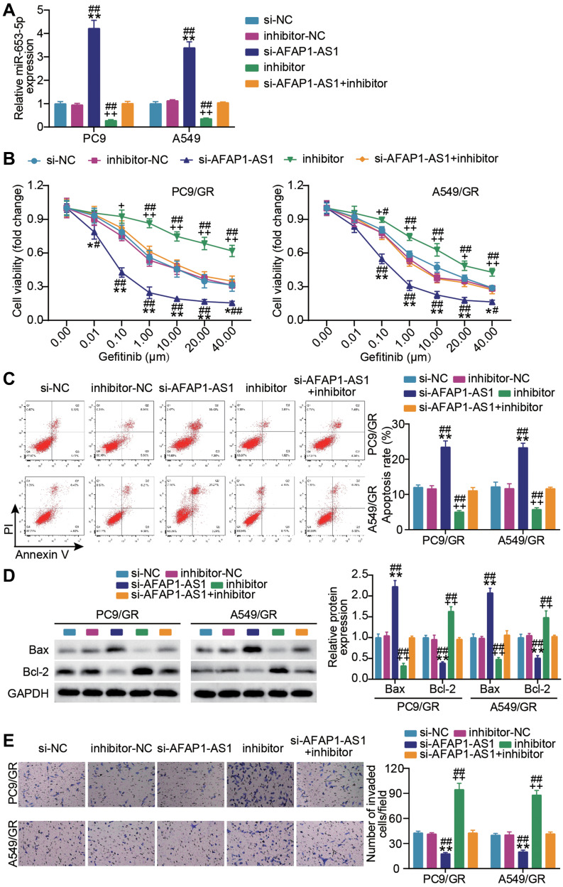 LncRNA AFAP1-AS1 Induces Gefitinib Resistance of Lung Adenocarcinoma Through the miR-653-5p/AGR2 Axis.