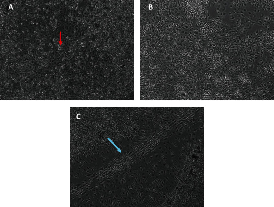 Morphological Characteristics of Young and Old Murine Hematopoietic Stem Cell Niches, as Modeled <i>In Vitro</i>.