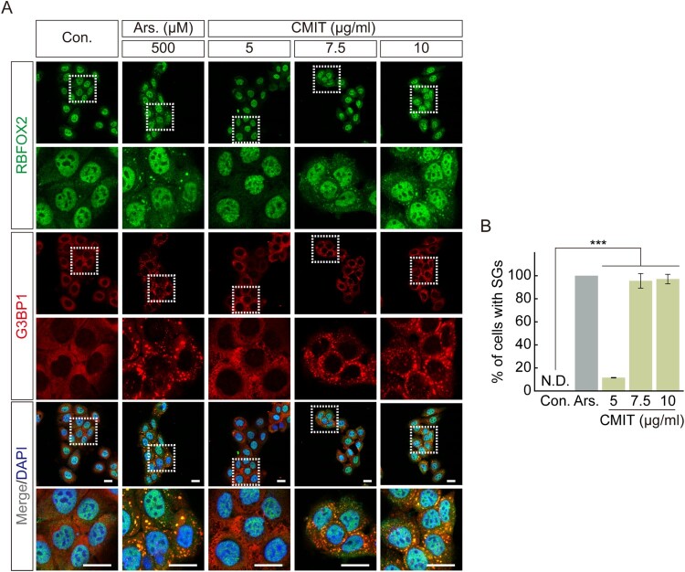 Chloromethylisothiazolinone induces ER stress-induced stress granule formation in human keratinocytes.