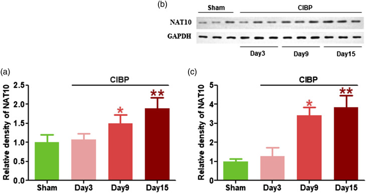 Epitranscriptomic profiling of N4-acetylcytidine-related RNA acetylation in the spinal dorsal horn of rat with cancer-induced bone pain.