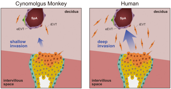 Similarities and differences in placental development between humans and cynomolgus monkeys.