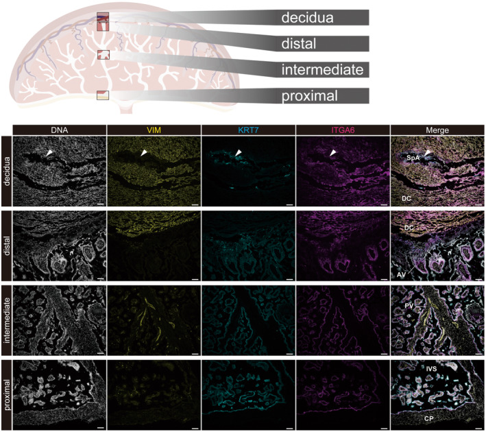 Similarities and differences in placental development between humans and cynomolgus monkeys.