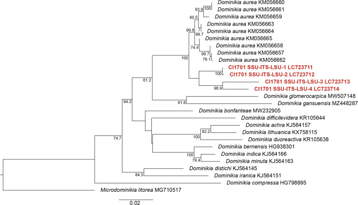 Isolation and identification of an arbuscular mycorrhizal fungus specifically associated with mycoheterotrophic seedlings of <i>Gentiana zollingeri</i> (<i>Gentianaceae</i>).