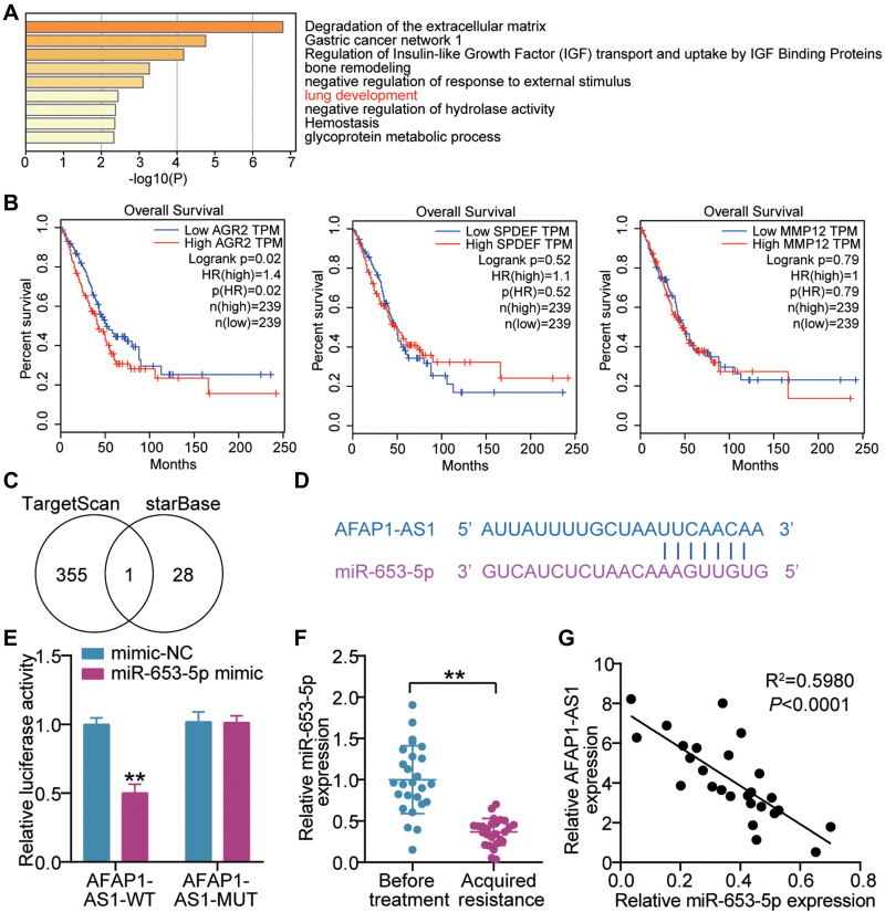 LncRNA AFAP1-AS1 Induces Gefitinib Resistance of Lung Adenocarcinoma Through the miR-653-5p/AGR2 Axis.