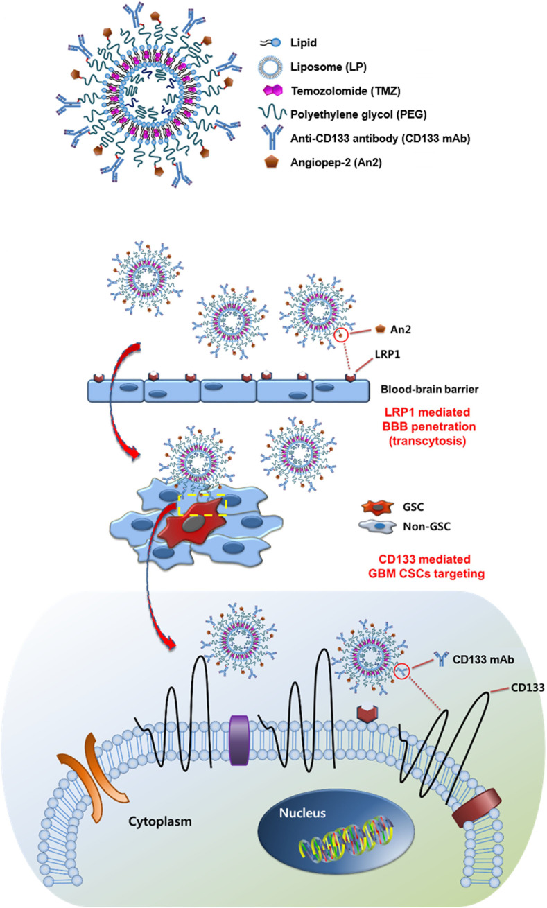 Nanomedicine strategies to counteract cancer stemness and chemoresistance.