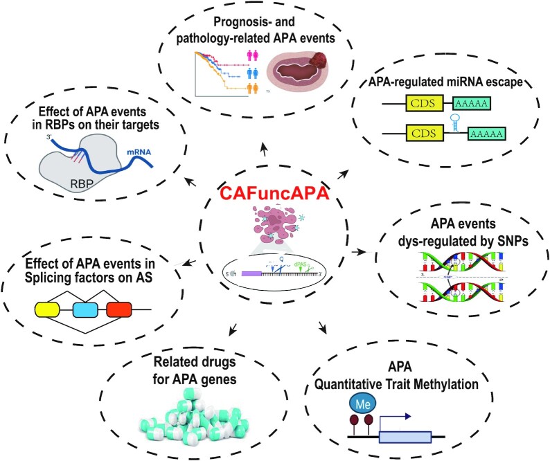 CAFuncAPA: a knowledgebase for systematic functional annotations of APA events in human cancers.