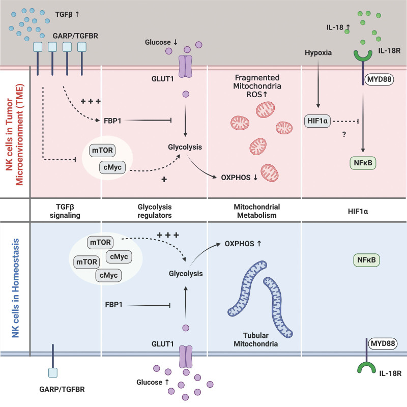 Metabolic regulation of NK cell function: implications for immunotherapy.