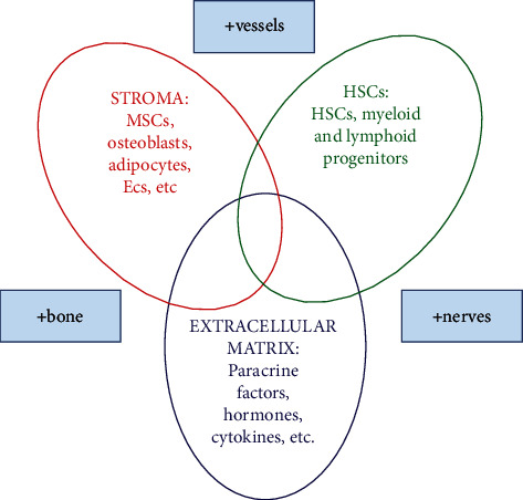 Morphological Characteristics of Young and Old Murine Hematopoietic Stem Cell Niches, as Modeled <i>In Vitro</i>.