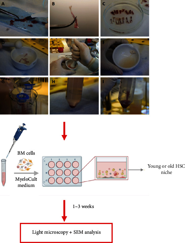 Morphological Characteristics of Young and Old Murine Hematopoietic Stem Cell Niches, as Modeled <i>In Vitro</i>.