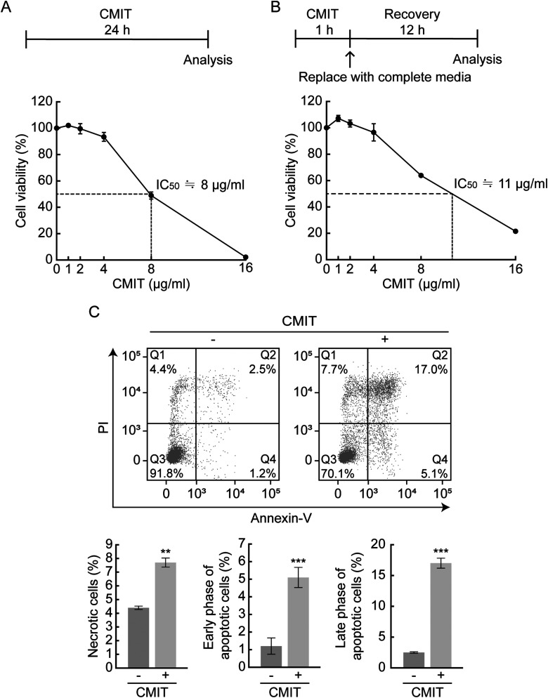 Chloromethylisothiazolinone induces ER stress-induced stress granule formation in human keratinocytes.