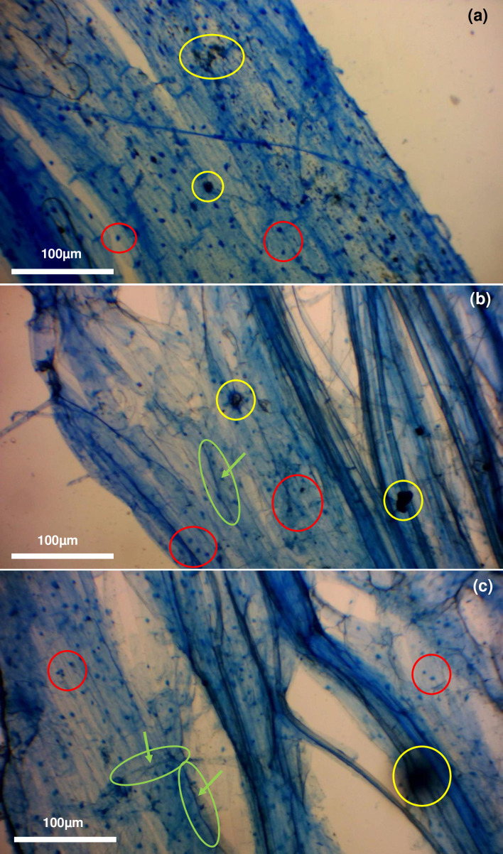 Alternative inks for arbuscular mycorrhizal root staining.
